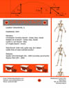 The Decent Boys Info Sheet